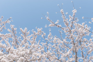 4月の店休日について